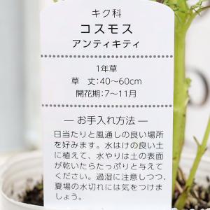 花苗 コスモス アンティキティ 3号 秋桜 ワ...の詳細画像5