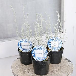 観葉植物 パキラ 3号 多年草 室内 耐陰性 おしゃれ 人気 : サザン