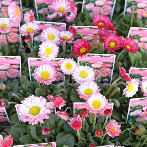花苗 イングリッシュデージー ロリポップ 3号 多年草 ピンク かわいい よく咲く 四季咲き おしゃれ