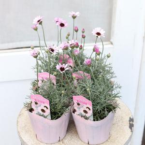 鉢花 開花株 クリスマスローズ 雪の妖精 5号 多年草 メリクロン 一重