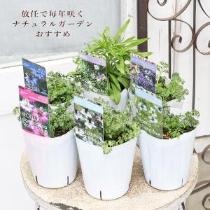 花苗 ニゲラ アンティークブルー ローズ アフリカンブライト ムーディーブルース 3号 クロタネソウ Green Farm Village おしゃれ ナチュラル