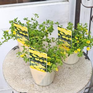 値下げセール 花苗 メカルドニア アーリーイエロー 3号 多年草 黄色 グランドカバー 夏 強い 庭植え
