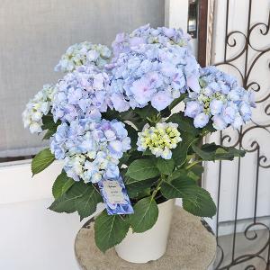 わけあり特価）アジサイ ホットチボリ マーブルブルー 4号鉢植え