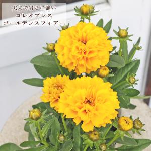 値下げセール 花苗 コレオプシス ソランナ ゴールデンスフィアー 3.5号 八重咲き 多年草 イエロー 丈夫 庭