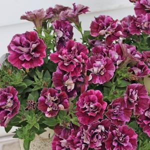 値下げセール 花苗 ペチュニア ジュリエット モダンワイン 3.5号 八重咲き 多年草 おしゃれ アンティーク 四季咲き