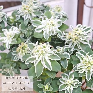 花苗 ユーフォルビア 初雪草 氷河 3.5号 ホワイト 斑入り 夏の花 暑さ 強い 庭 ナチュラル