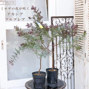 ミモザの苗 超希少 アカシア 即完売 : パリジェンヌ - 通販 - Yahoo