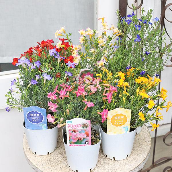 花苗 初恋草 ハツコイソウ レシュノルティア レディパレット ユーコレッドインパルス ミチコワイズリ...