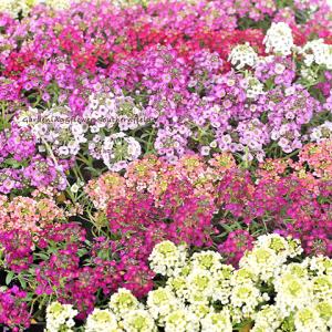 花苗 スイートアリッサム ピーチ レモン パープル ホワイト ピンク 3号 四季咲き ピンク イエロー よく咲く かわいい おしゃれ 丈夫 育てやすい 庭