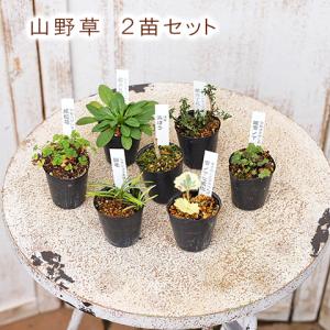 多肉植物2個×ミニプランターセット アタァリィェイ スクエア 培養土