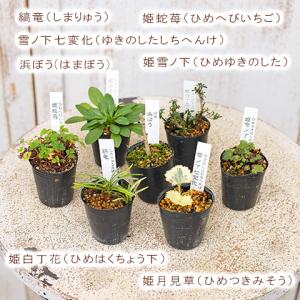 草花苗 山野草 1号 2苗セット 盆栽 ミニ ...の詳細画像1