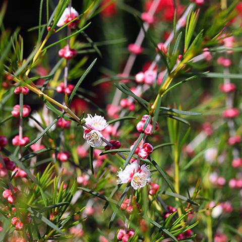 花木苗 ヒポカリマ ピンク 4号ポット 常緑低木 オーストラリア 希少 ピンク ホワイト 庭 鉢植え