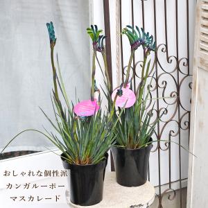 日本花キ流通 予約販売 カンガルーポー クリスタル アニゴザントス 5号