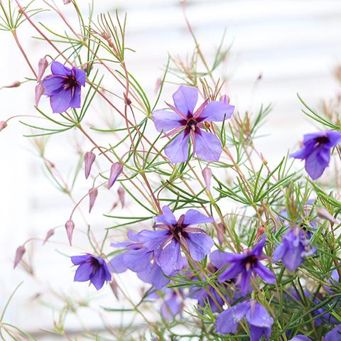 花苗 プラティセカ ブルーコメット 3号 多年草 春 ブルー オーストラリア 希少 鉢植え 庭