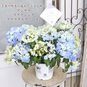 アジサイ マジカルチョコレート 5号鉢 ハイドランジア 紫陽花 鉢花