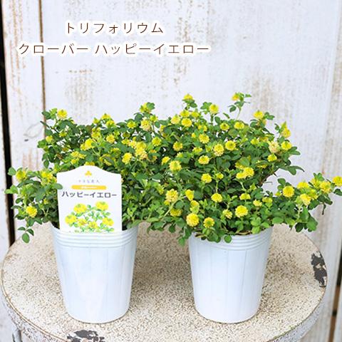 草花苗 クローバー トリフォリウム ハッピーイエロー 2.5号 黄色 グランドカバー カラーリーフ ...