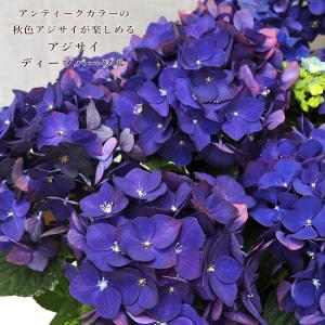 アジサイ クオン6号鉢（ラッピングなし ご希望でお付けします 苗 鉢花