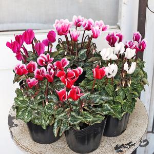 値下げセール 花苗 ガーデンシクラメン ミニシクラメンホワイト ピンク レッド ローズ バイカラー 3号 多年草 秋冬春 よく咲く 日陰 庭 かわいい