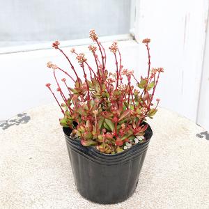 多肉植物 クラッスラ 紅稚児 べにちご 3号 ...の詳細画像1