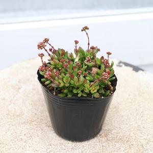 多肉植物 クラッスラ 紅稚児 べにちご 3号 ...の詳細画像2