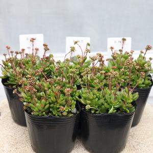 多肉植物 クラッスラ 紅稚児 べにちご 3号 ...の詳細画像4