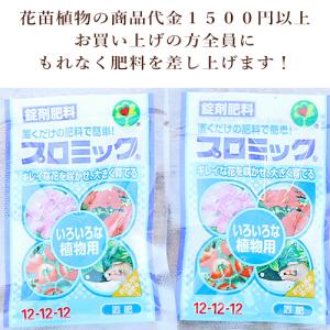多肉植物 クラッスラ 紅稚児 べにちご 3号 ...の詳細画像5