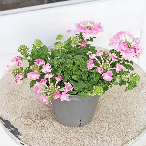 値下げSALE 花苗 栄養系 バーベナ ピンク...の詳細画像2