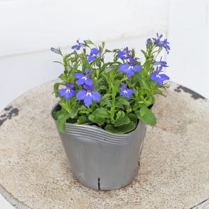 値引きセール 花苗 栄養系 ロベリア マスター...の詳細画像2
