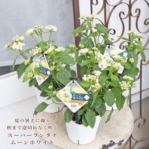 花苗 PW スーパーランタナ ムーンホワイト 3.5号 栄養系 白 多年草 丈夫 強い コンパクト