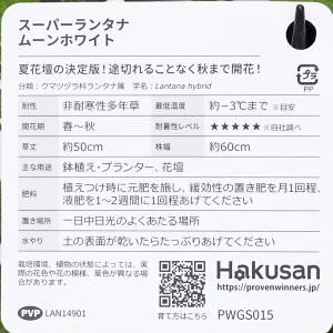 花苗 PW スーパーランタナ ムーンホワイト ...の詳細画像5