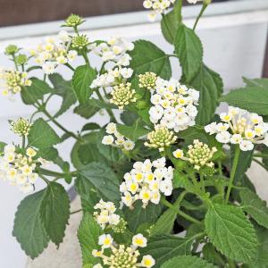 花苗 PW スーパーランタナ ムーンホワイト ...の詳細画像3