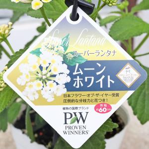 花苗 PW スーパーランタナ ムーンホワイト ...の詳細画像4