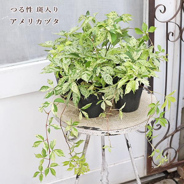 草花苗 斑入り アメリカヅタ 3号 つる性 落葉低木 葉が美しい 丈夫 初夏に咲く 育てやすい