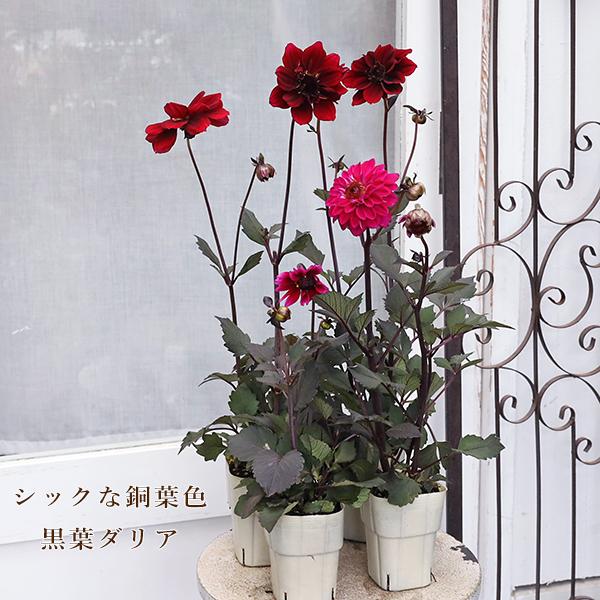 値引きセール 花苗 黒葉ダリア カクテルアミーゴ エルディアブロ カーマイン 3号 八重咲き 多年草...
