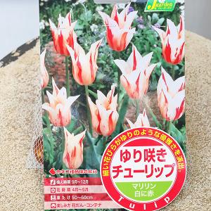 球根 ゆり咲き チューリップ マリリン 白に赤 4球入り レッド ホワイト かわいい 秋植え 春に咲く 庭 花壇 鉢植え 花壇 鉢植え 寄せ植え おしゃれ 育てやすい