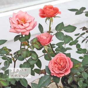 花苗 ミニバラ テディベア 3号 多年草 八重咲き 四季咲き アンティーク おしゃれ