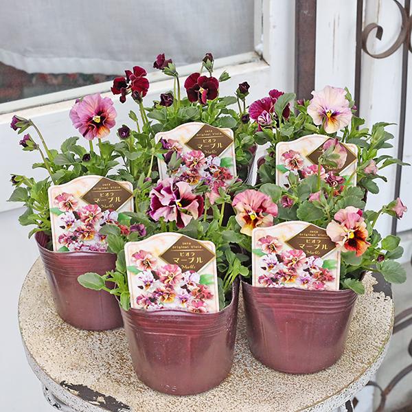 花苗 ビオラ マーブル 3.5号 パンジー うえた育種 ワイン ローズ ピンク おしゃれ よく咲く ...