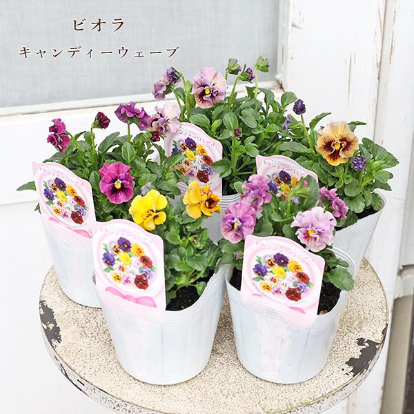 花苗 ビオラ キャンディーウェーブ 3.5号 パンジー うえた育種 ピンク イエロー パープルローズ...