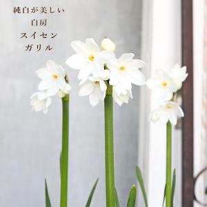 値下げセール 花苗 白房 スイセン 水仙 ガリル...の商品画像