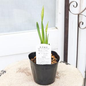 値下げセール 花苗 白房 スイセン 水仙 ガリ...の詳細画像3