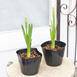 値下げセール 花苗 白房 スイセン 水仙 ガリ...の詳細画像4
