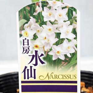 値下げセール 花苗 白房 スイセン 水仙 ガリ...の詳細画像5
