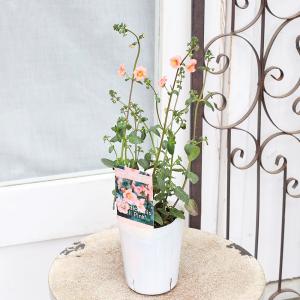 花苗 アロンソア シェルピンク 3号 多年草 ...の詳細画像1