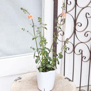 花苗 アロンソア シェルピンク 3号 多年草 ...の詳細画像2