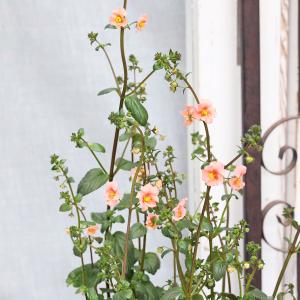 花苗 アロンソア シェルピンク 3号 多年草 ...の詳細画像3