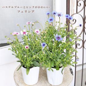 花苗 フェリシア スプリングメルヘン ブルー ピンク 3号 ブルーデージー 良く咲く パステル おしゃれ 庭