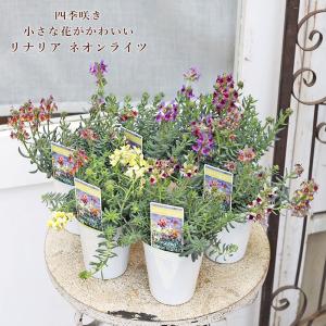 花苗 宿根 リナリア エルギネア ネオンライツ 2.5号 多年草 四季咲き アンティーク おしゃれ シルバーリーフ