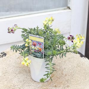 花苗 宿根 リナリア エルギネア ネオンライツ...の詳細画像3