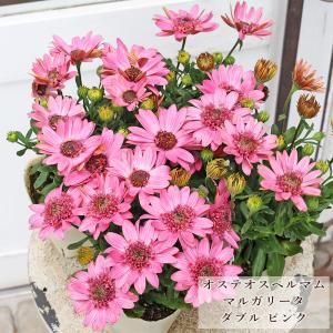 花苗 オステオスペルマム マルガリータ ダブル ピンク 3.5号 多年草 四季咲き おしゃれ よく咲く