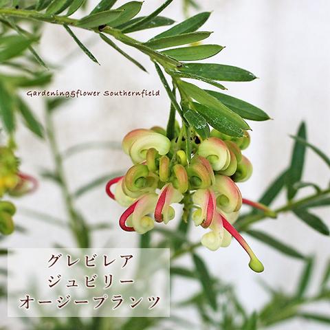 花苗 グレビレア ジュビリー 4号ポット 常緑低木 オージープランツ 花木 個性派 花が咲く